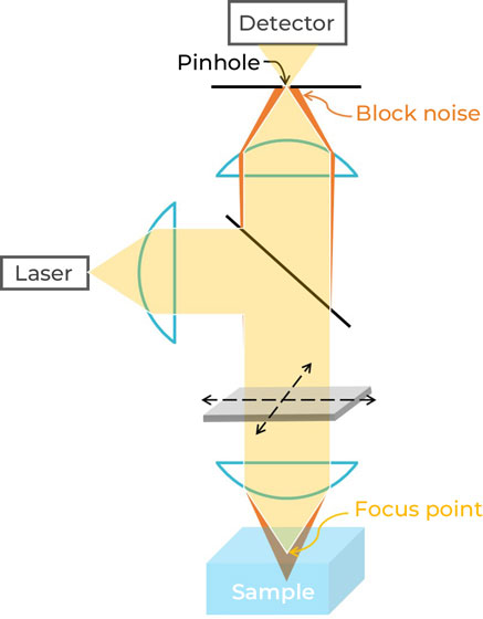 Confocal Laser Scanning Microscopy